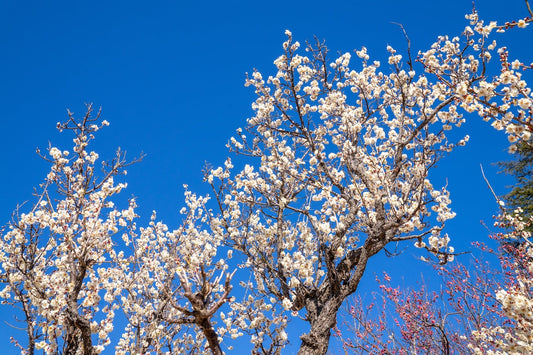 Natural Allergy Relief for Every Season, Every Region